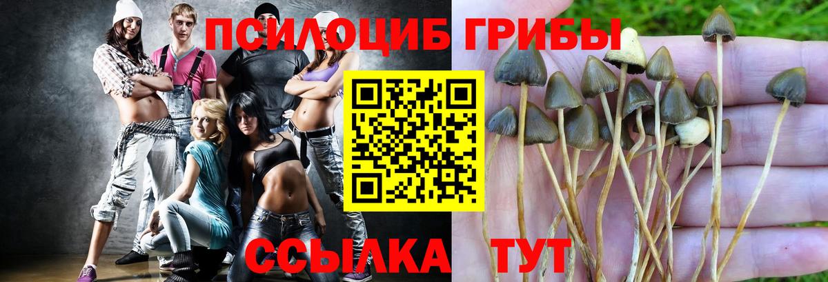 Галлюциногенные грибы мицелий  Псилоцибиновые грибы прущие грибы  Вход с VPN  Новочеркасск 